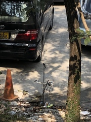 Phoenicurus auroreus