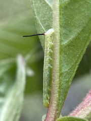 Sphingidae