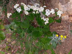 Pericallis steetzii image