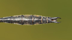 Somatochlora kennedyi