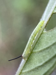 Sphingidae