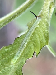 Sphingidae