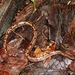 Belau Bevel-nosed Boa - Photo (c) flyinval, some rights reserved (CC BY-NC)