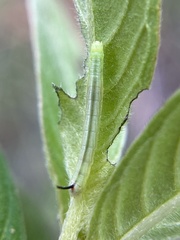 Sphingidae