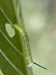 Sphingidae