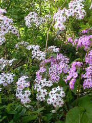 Pericallis steetzii image