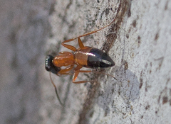Opisthopsis rufithorax