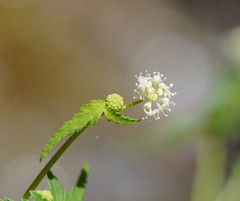 Hydrocotyle geraniifolia