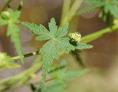 Hydrocotyle geraniifolia