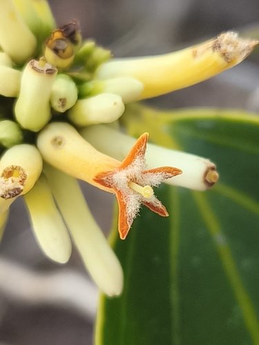 Strychnos araguaensis