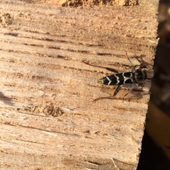 Neoclytus caprea