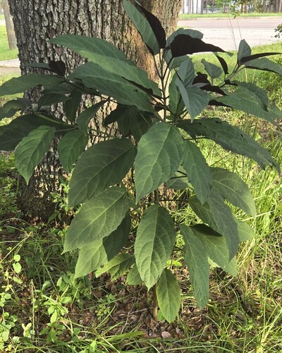 Clerodendrum quadriloculare