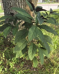 Clerodendrum quadriloculare