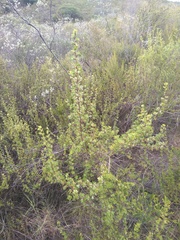 Cliffortia drepanoides