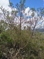 Aspalathus teres teres