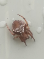 Araneus sturmi