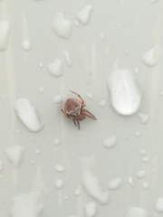 Araneus sturmi
