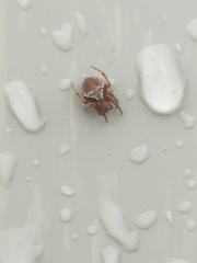 Araneus sturmi