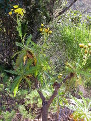 Sonchus hierrensis