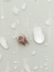 Araneus sturmi