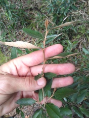 Trichocladus ellipticus