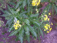 Sonchus hierrensis
