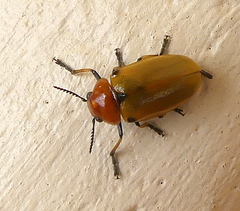 Antipus rufus