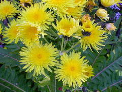 Sonchus hierrensis