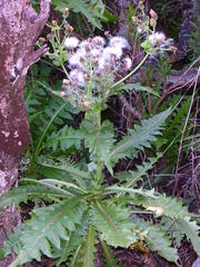 Sonchus hierrensis