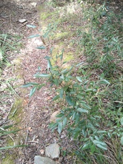 Trichocladus ellipticus