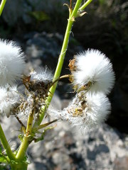 Sonchus hierrensis