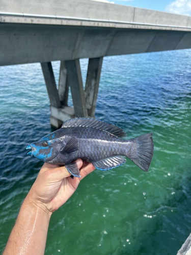 Photo of Midnight parrotfish (Scarus coelestinus)