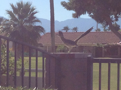 Geococcyx californianus