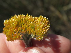 Helichrysum rutilans