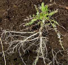 Rorippa barbareifolia