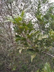 Smelophyllum capense