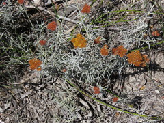Helichrysum rutilans
