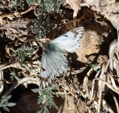 Phulia nymphula