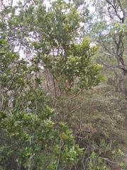 Smelophyllum capense