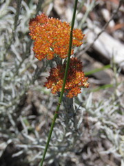Helichrysum rutilans