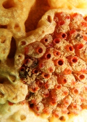 Stolonica australis