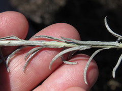 Helichrysum rutilans
