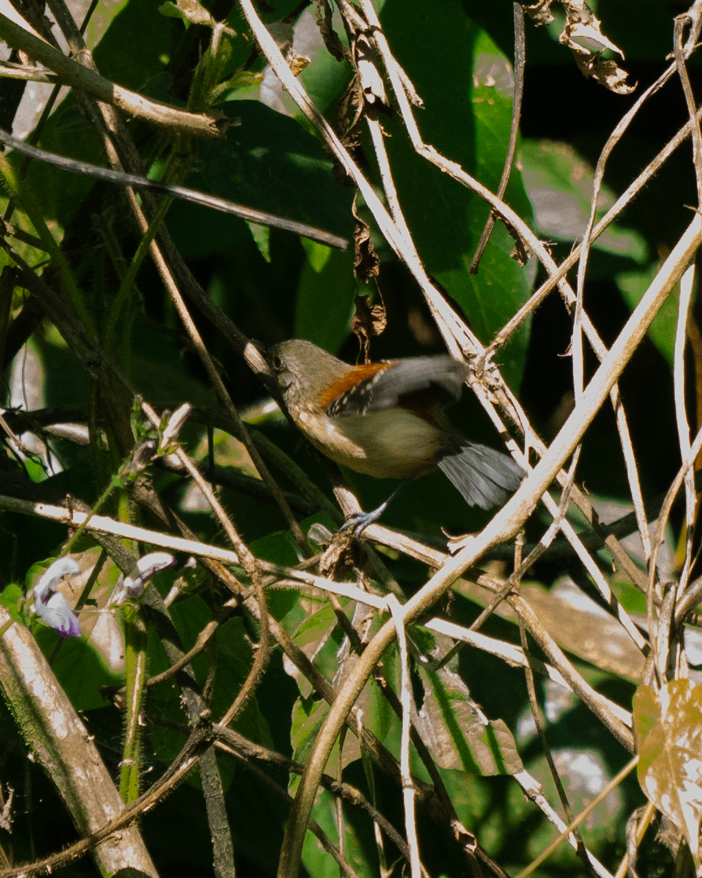 Black-hooded Antwren (Formicivora erythronotos), photo 1