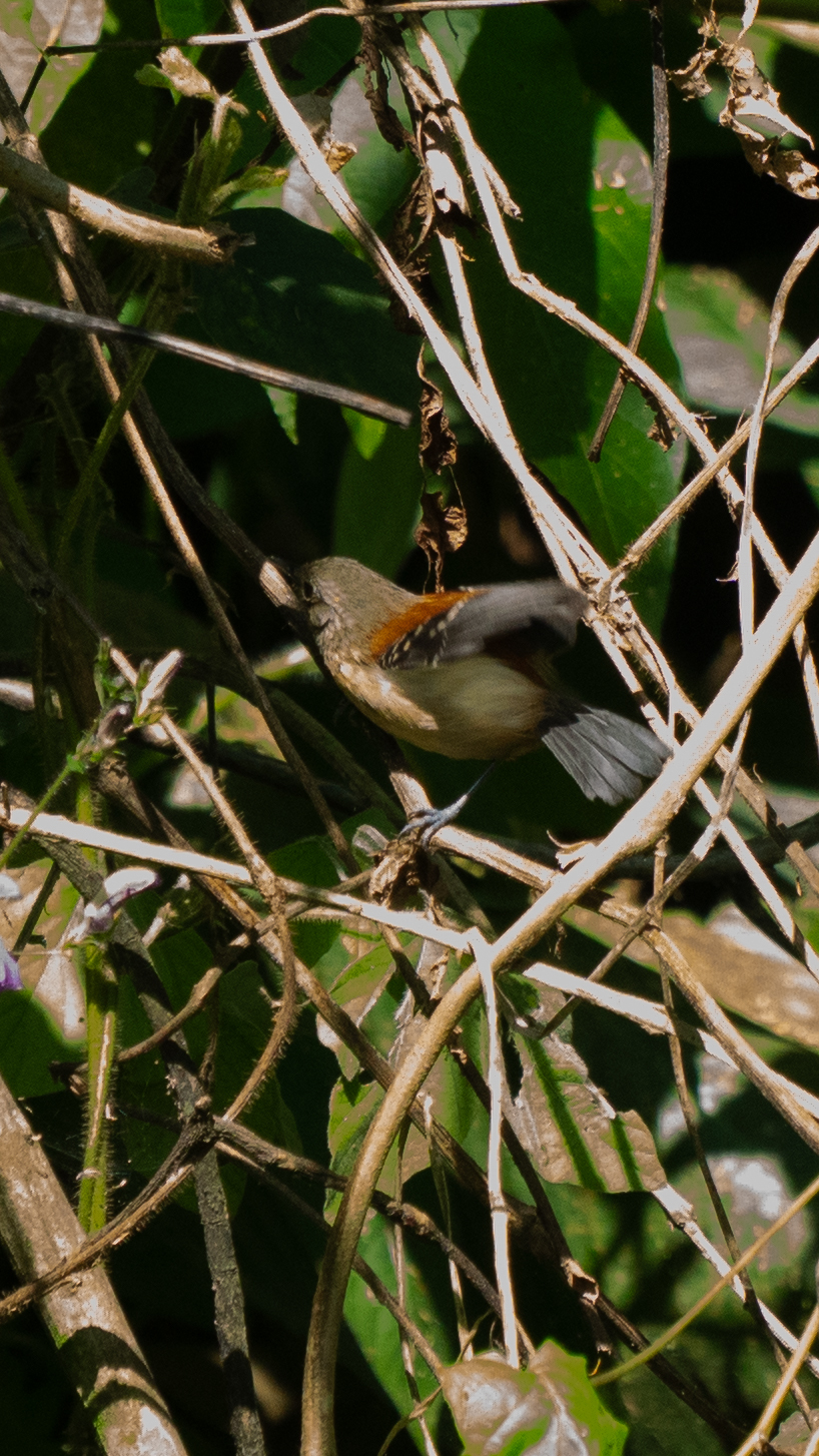 Black-hooded Antwren (Formicivora erythronotos), photo 2