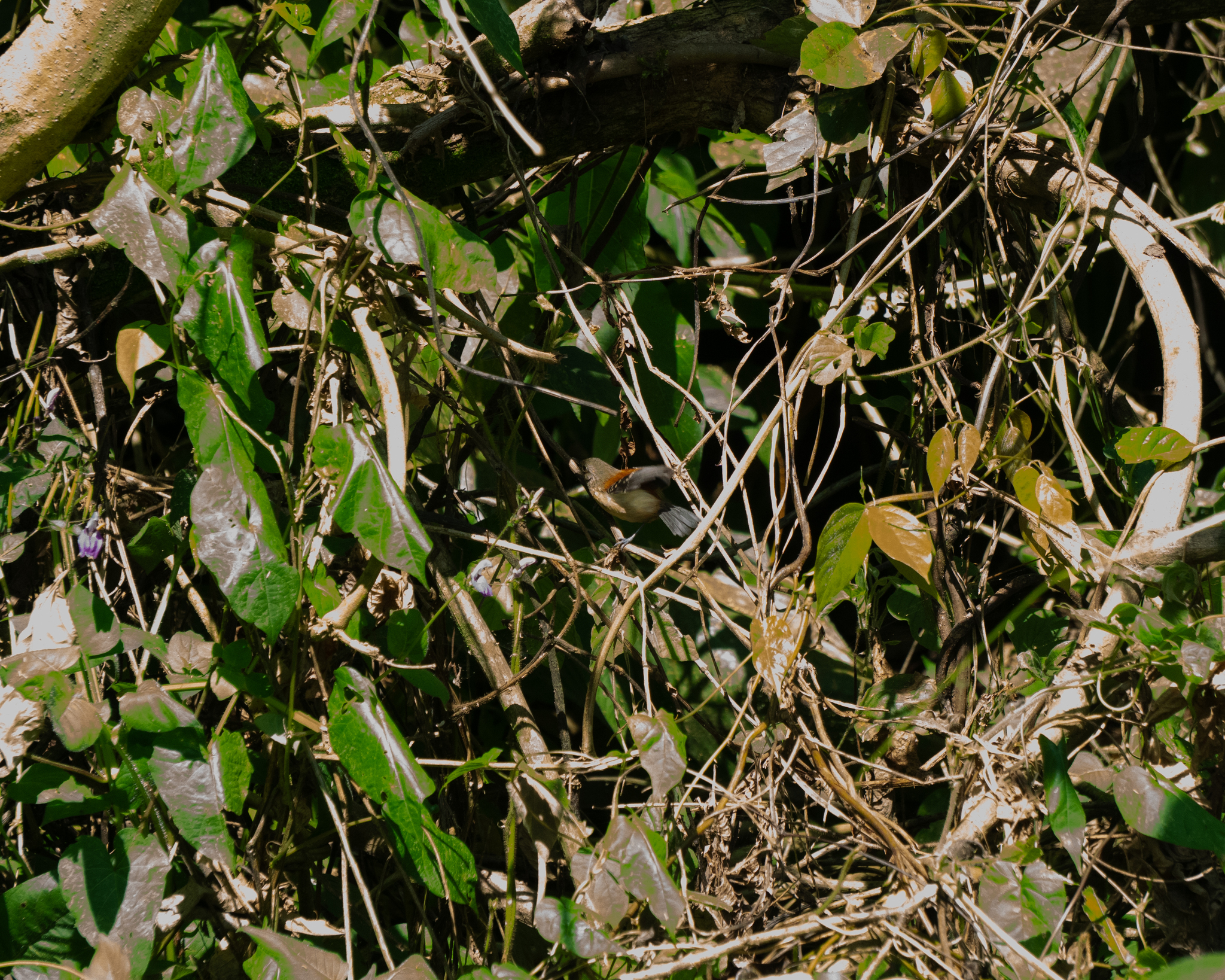 Black-hooded Antwren (Formicivora erythronotos), photo 5