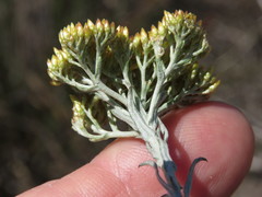 Helichrysum rutilans