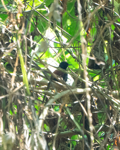Black-hooded Antwren (Formicivora erythronotos), photo 9