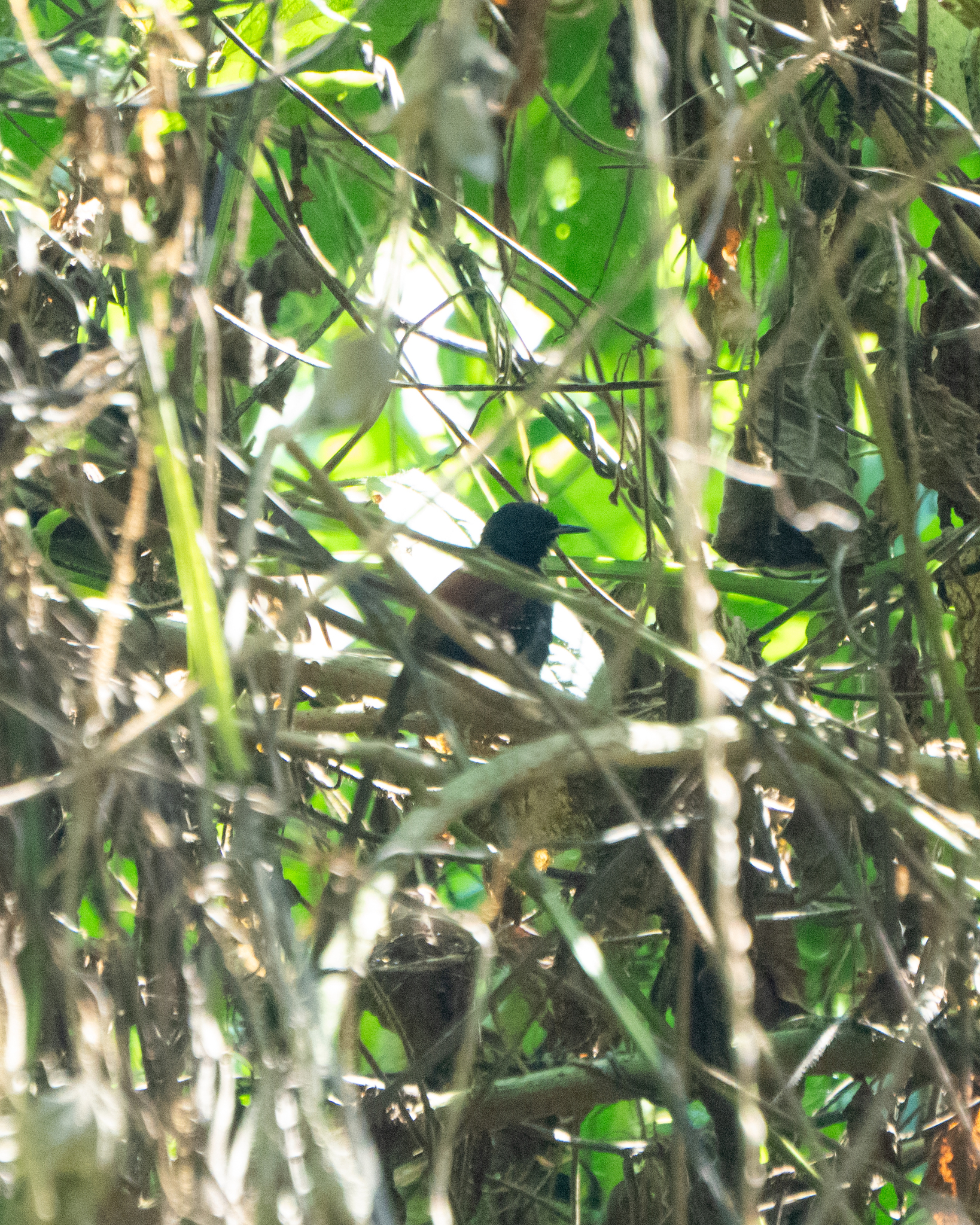 Black-hooded Antwren (Formicivora erythronotos), photo 9