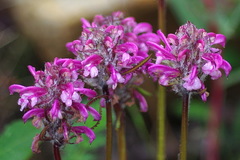 Pedicularis sudetica interior