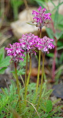 Pedicularis sudetica interior